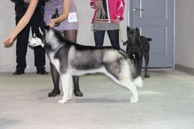 getImage.jpg (36.41 КБ, Просмотров: 10322) getImage.jpg