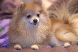 image %281%29.jpg (156.87 КБ, Просмотров: 1620) image %281%29.jpg