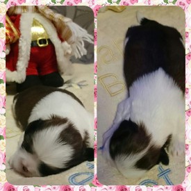 image (12).jpg (61.29 КБ, Просмотров: 1206) image (12).jpg