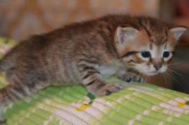 image (13).jpg
