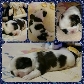 image (13).jpg (73.11 КБ, Просмотров: 1206) image (13).jpg