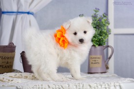 image (15).jpg (78.07 КБ, Просмотров: 1362) image (15).jpg