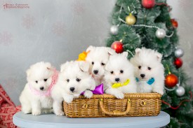 image (16).jpg (113.04 КБ, Просмотров: 1371) image (16).jpg