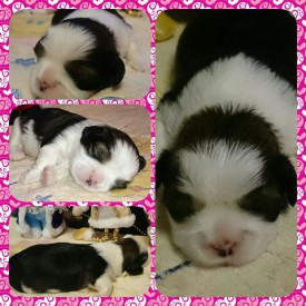 image (8).jpg (76.49 КБ, Просмотров: 1206) image (8).jpg