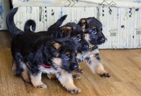 image-0-02-05-2c51948c38c7c1730a3d854cc541308421cde22d94b5db35cc765bb135ab56d8-V.jpg (196.2 КБ, Просмотров: 1370) image-0-02-05-2c51948c38c7c1730a3d854cc541308421cde22d94b5db35cc765bb135ab56d8-V.jpg