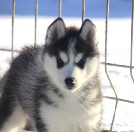 image.jpeg (73.74 КБ, Просмотров: 1765) image.jpeg