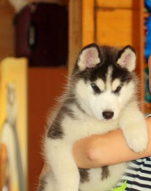 image.jpeg (88.62 КБ, Просмотров: 1630) image.jpeg