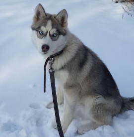 image.jpg (190.68 КБ, Просмотров: 2497) image.jpg