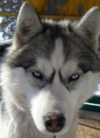 image.jpg (140.15 КБ, Просмотров: 2464) image.jpg