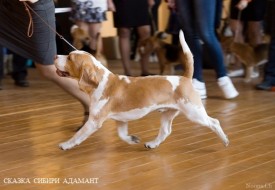 jRXUs.jpg (75.03 КБ, Просмотров: 2517) jRXUs.jpg