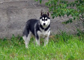 kNWPG-_zvEk.jpg (135.75 КБ, Просмотров: 1120) kNWPG-_zvEk.jpg