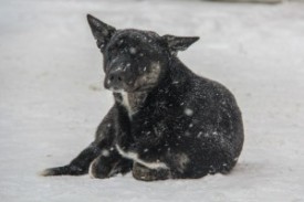 mfchldcmqeq-300x200.jpg (14.17 КБ, Просмотров: 25215) mfchldcmqeq-300x200.jpg