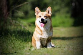 mycorgy.jpg (262.05 КБ, Просмотров: 27605) mycorgy.jpg