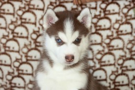 qHw6y7MQnIM.jpg (157.84 КБ, Просмотров: 9691) qHw6y7MQnIM.jpg