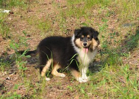 received_909217849189224.jpeg (393.42 КБ, Просмотров: 1768) received_909217849189224.jpeg