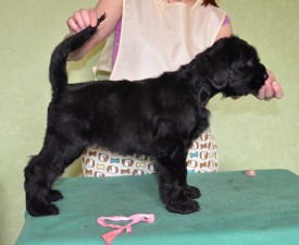 wocjsg8qXfk.jpg (89.57 КБ, Просмотров: 1381) wocjsg8qXfk.jpg