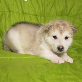 dV0uPZCmgns.jpg (112.67 КБ, Просмотров: 1469) dV0uPZCmgns.jpg