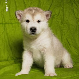 I6rmyvKFXQw.jpg (121.43 КБ, Просмотров: 1469) I6rmyvKFXQw.jpg