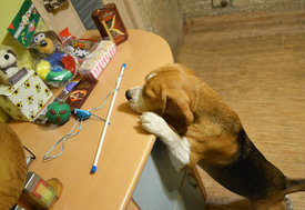 chien-noel1.jpg (755.17 КБ, Просмотров: 3707) chien-noel1.jpg