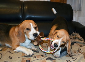 DSC_0626.jpg (593.97 КБ, Просмотров: 3675) DSC_0626.jpg