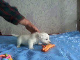 IMG-20170613-WA0003.jpg (120.15 КБ, Просмотров: 2111) IMG-20170613-WA0003.jpg