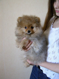 P1010004-1.jpg (381.4 КБ, Просмотров: 2197) P1010004-1.jpg