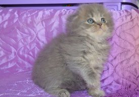 ramdisk-crop_169870589_1ju0AE.jpg (26.43 КБ, Просмотров: 4455) ramdisk-crop_169870589_1ju0AE.jpg