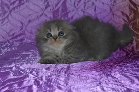 ramdisk-crop_169870636_zzw7.jpg (28.48 КБ, Просмотров: 4455) ramdisk-crop_169870636_zzw7.jpg