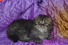 ramdisk-crop_169870644_xOHA.jpg (33.41 КБ, Просмотров: 4531) ramdisk-crop_169870644_xOHA.jpg