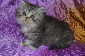 ramdisk-crop_169870781_fwomeJ.jpg (31.79 КБ, Просмотров: 4531) ramdisk-crop_169870781_fwomeJ.jpg