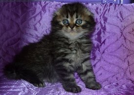 ramdisk-crop_169870792_OOveXb.jpg (32.07 КБ, Просмотров: 4454) ramdisk-crop_169870792_OOveXb.jpg