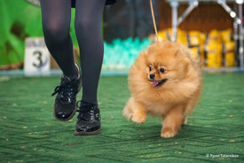 DSC_9886.jpg (608.67 КБ, Просмотров: 2177) DSC_9886.jpg