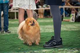 DSC_9915.jpg (643.73 КБ, Просмотров: 2177) DSC_9915.jpg