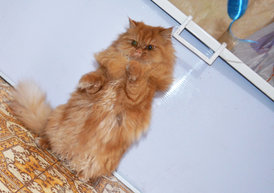 DSC_0652.jpg (683.25 КБ, Просмотров: 3701) DSC_0652.jpg