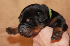 1.jpg (47.46 КБ, Просмотров: 2500) 1.jpg