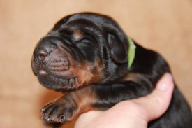 2.jpg (40.16 КБ, Просмотров: 2280) 2.jpg