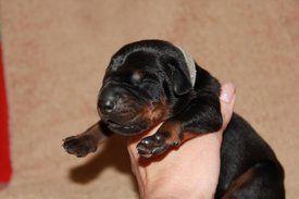 1.jpg (43.09 КБ, Просмотров: 2492) 1.jpg