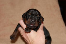 2.jpg (34.68 КБ, Просмотров: 2280) 2.jpg