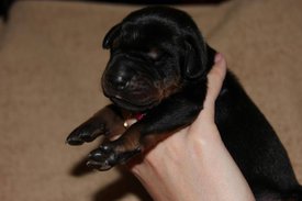 3.jpg (37.83 КБ, Просмотров: 2288) 3.jpg