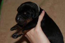 4.jpg (34.45 КБ, Просмотров: 2280) 4.jpg