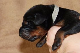 5.jpg (43.65 КБ, Просмотров: 2500) 5.jpg