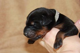 6.jpg (43.53 КБ, Просмотров: 2281) 6.jpg