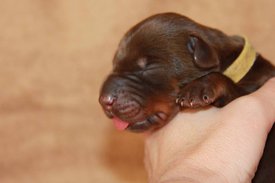 1.jpg (34.53 КБ, Просмотров: 2500) 1.jpg