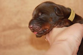 3.jpg (34.93 КБ, Просмотров: 2500) 3.jpg