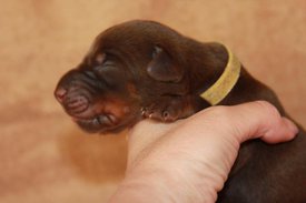 4.jpg (32.19 КБ, Просмотров: 2281) 4.jpg