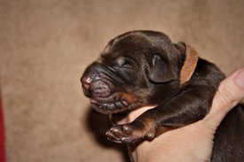 1.jpg (48.94 КБ, Просмотров: 2280) 1.jpg