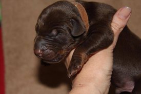 2.jpg (53.74 КБ, Просмотров: 2281) 2.jpg