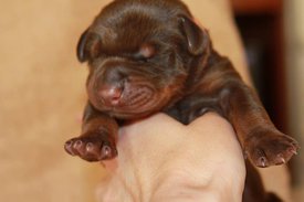 1.jpg (39.27 КБ, Просмотров: 2500) 1.jpg