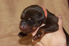 3.jpg (55.22 КБ, Просмотров: 2281) 3.jpg