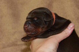 4.jpg (37.79 КБ, Просмотров: 2500) 4.jpg